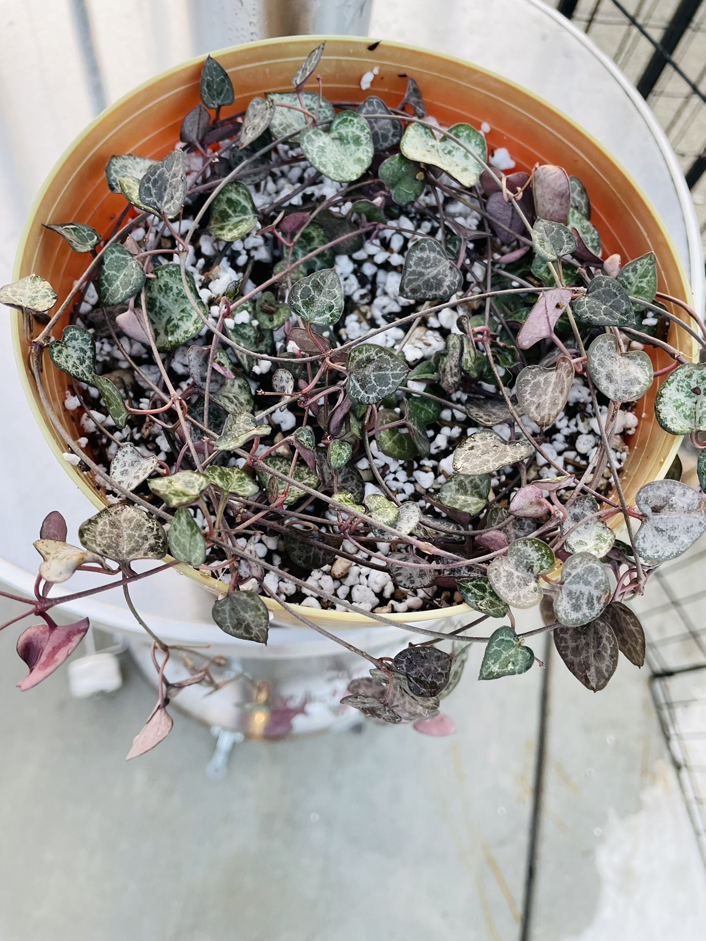 Succulent, String Of Hearts, Ceropegia Woodii