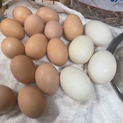 Washed Duck And Hen Eggs