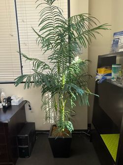Large Artificial Palm Tree in Black Planter