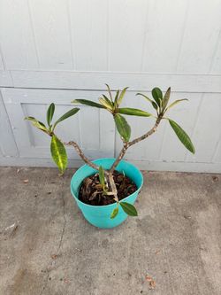 Potted Plumeria