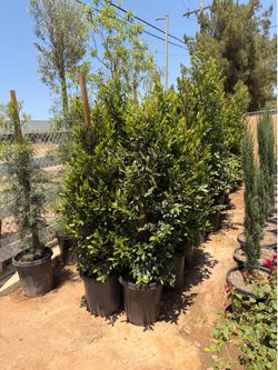 Carolina cherry 15 gal privacy
