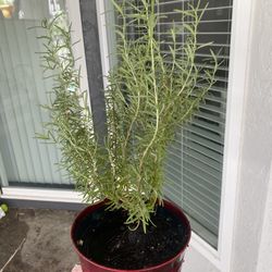 Rosemary Plant In Red Planter