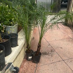 Pygmy Palm