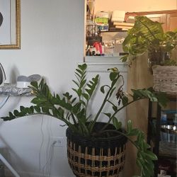 Plants