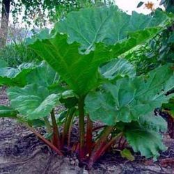 Organic Delicious Rhubarb Plants, 3 Month Old, Hardy Plants 
