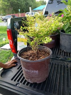 Plants