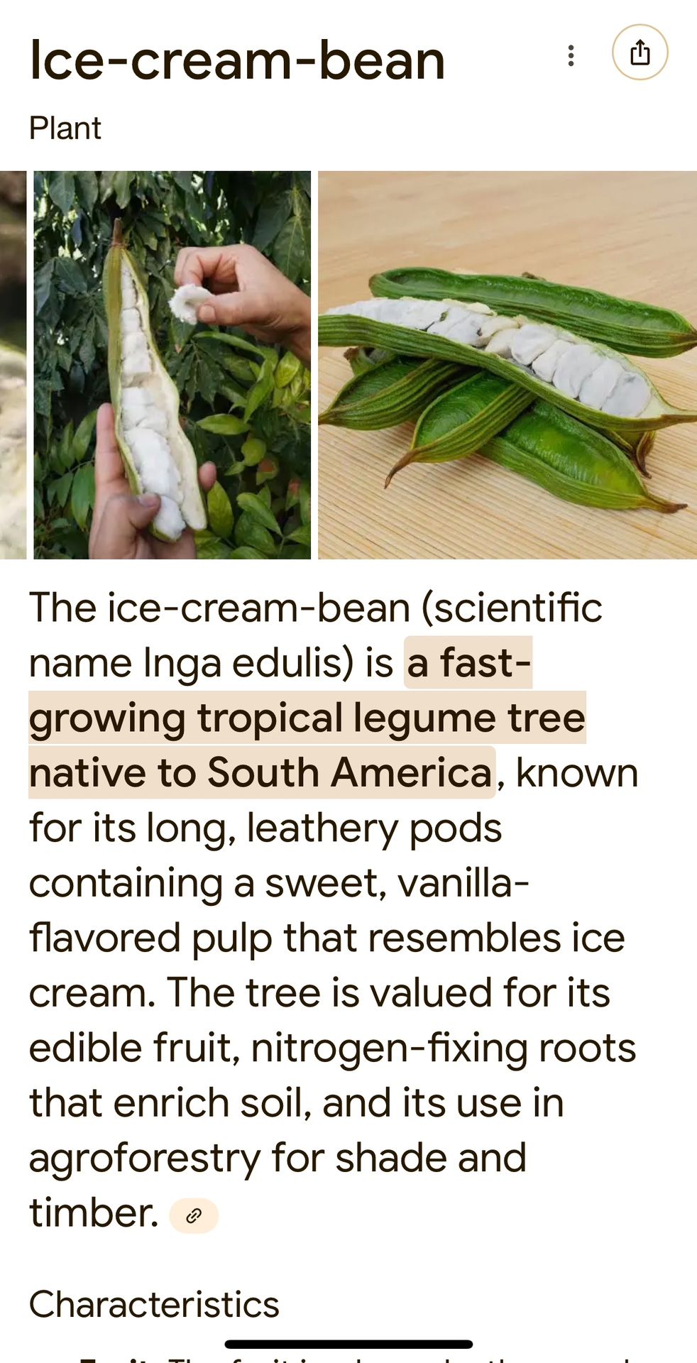 Ice-Cream-Bean Tree, Inga Edulis. Various Sizes