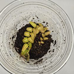 Marcgravia Umbellata