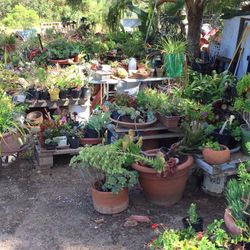 Plants, succulents and decorator pots.