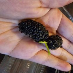 (Mulberries🫐) Organic from my Garden🌳 Freshly picked $3 a box fruit.