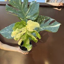 6” Big Thai Constellation 