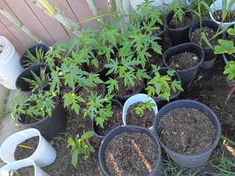 Papaya plants $8.0 each