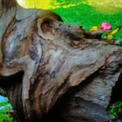 All Natural WOOD BIRD HOUSE