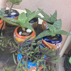 Handmade Ceramic Pot w/ Succulent 