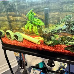 55 Gallon Fish Tank With Fish With Stand.