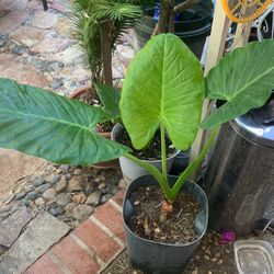 Big Ear Elephant Plant.