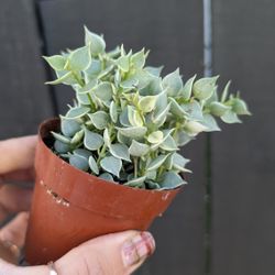 Dischidia Ruscifolia Million Hearts Variegated Plant 2" Pot - Indoor House Plants 