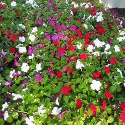 Impatiens! Plant 