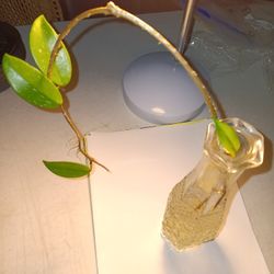 Green Leaf Hoya Carnosa Rooted Vine - Light Pink Fragrant Flowers 