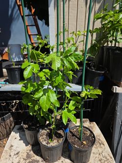 Passionfruit Plant Passiflora Edulis Purple Passion 8-24 plus inch.