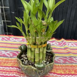 2 Tee Luckily Bamboo With A Hand Made Pot 