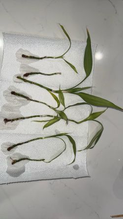 Propagated Bamboo