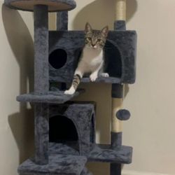cat house 