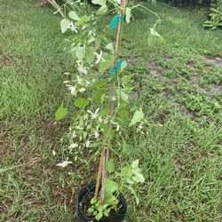 Aromatic Jui Flower Vine With Flower (4-5 Ft Tall)