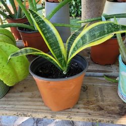 $5 sanseviera plant 