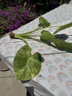 Alocasia Gageana Aurea Cutting