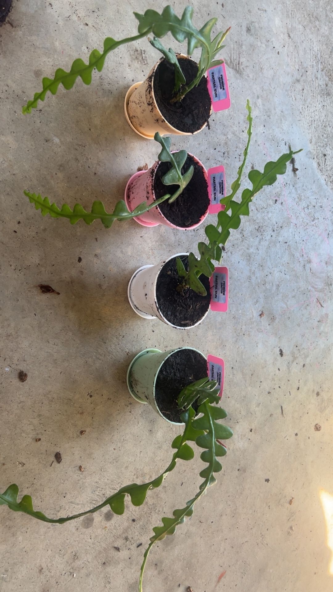 Fishbone Cactus 🌵 🐠