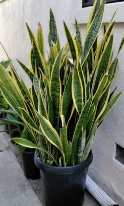 Big Beautiful Snake Plant $80