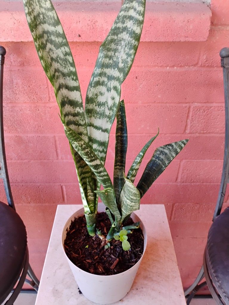 Snake Plant/Lengua De Suegra