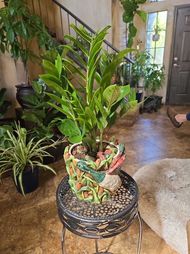 ZZ Plant In Colorful Ceramic Pot With Stones 