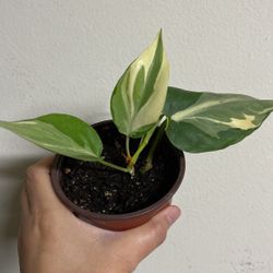 Beautiful Philodendron Rio Sport Plant