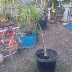 🌴Gorgeous Queen Palm – Perfect for Yard or Patio🌴 – 🌴Hermosa Palma Reina