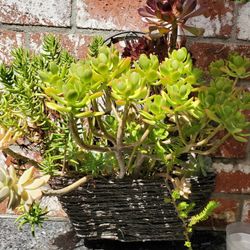 Succulent 