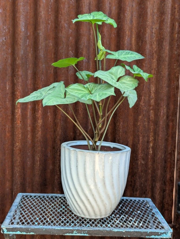 24" Arrowhead Plant