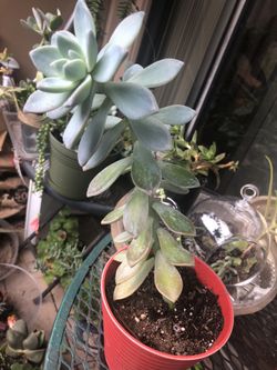 Echeveria
