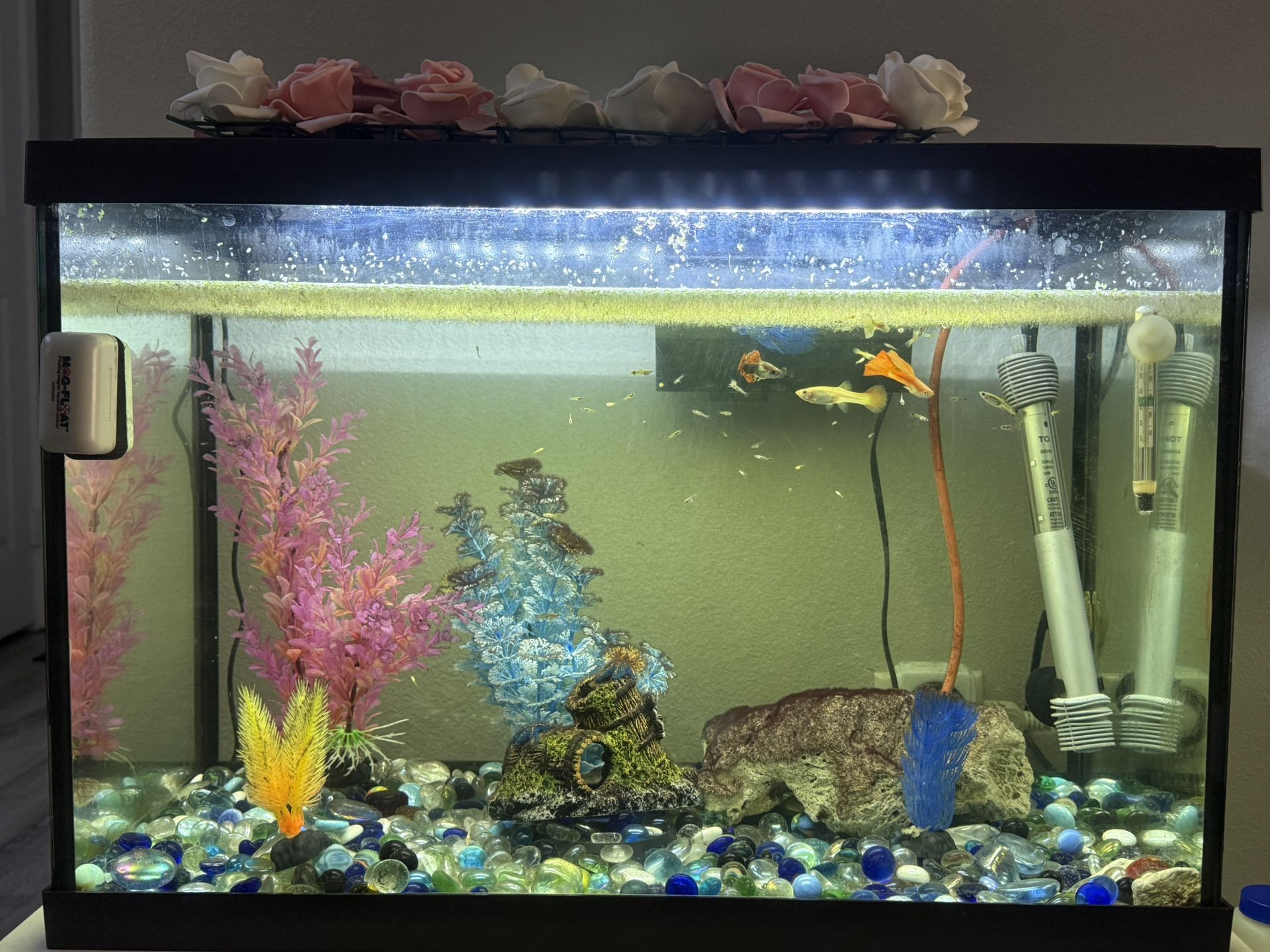 Fish Tank
