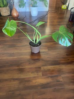 Monstera Deliciosa Live Plant