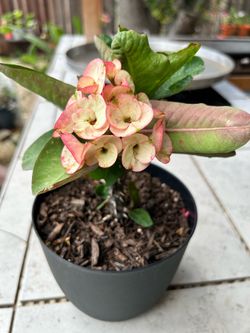 Planta Corona de cristo