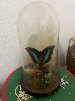 Butterfly Enclosed In Glass 
