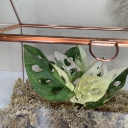 Variegated Monstera Adansonii Rooted Cutting