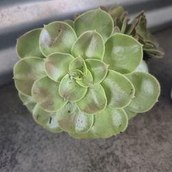 Beautiful Aeonium Succulents 
