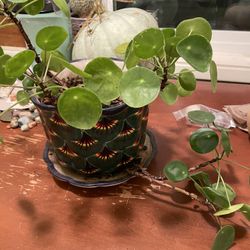Chinese Money Plant (pilea peperomioides)