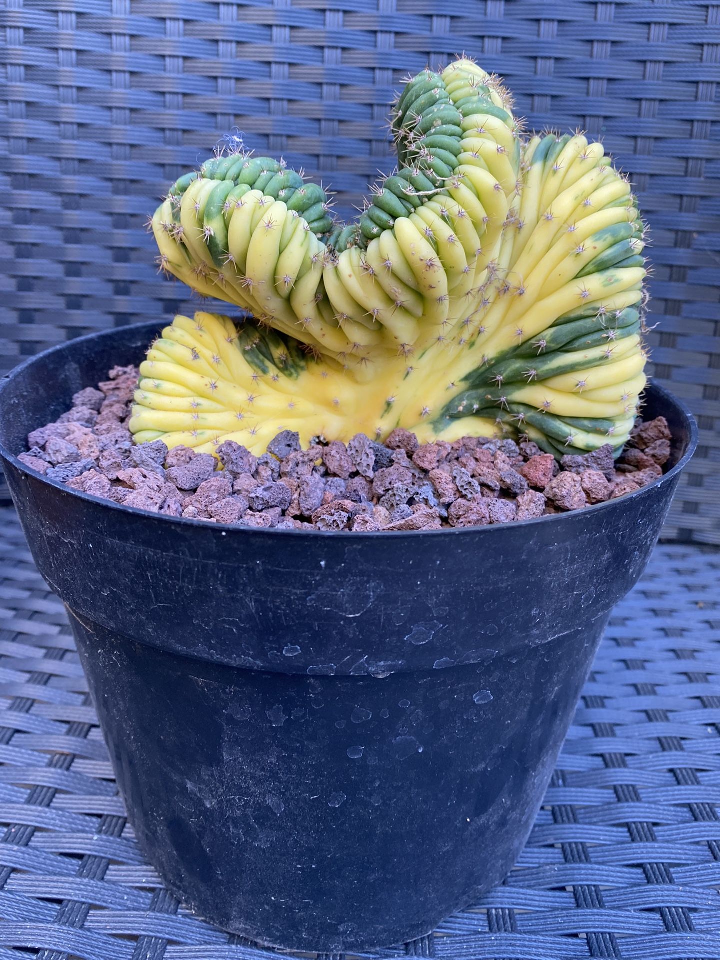 Crested Variegated San Pedro Cactus