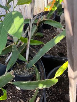 Rooted yellow dragon fruit