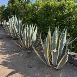 Cactuses, Agave/ Cornelius Starlight . Home Depot $25 For A Small One.  Mine Is Huge.