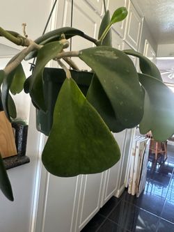 Hoya